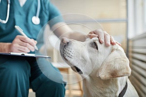 Veterinarian Stroking Dog Close Up