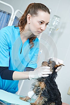 Veterinarian surgeon examining dog