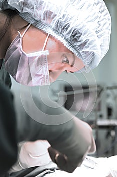 Veterinarian surgery in operation room