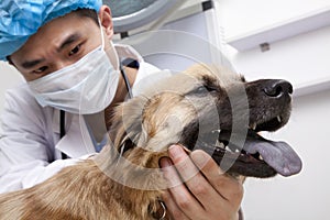 Veterinarian in surgical mask with dog in examination room