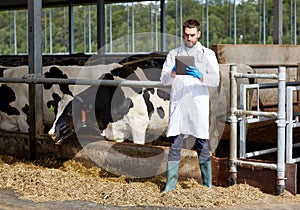 Veterinarian with tablet pc and cows on dairy farm photo