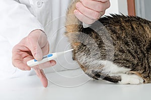 Veterinarian taking temperature of cat