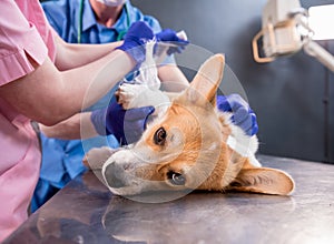 Veterinarian team bandages the paw of a sick Corgi dog