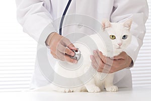 Veterinarian to the cat of examination This is my home of pet cats