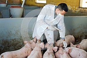 Veterinarian to make injection to domestic pigs