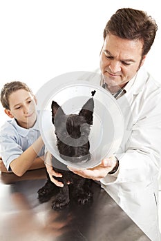 Veterinarian Treating Dog