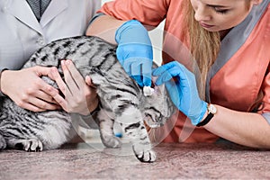 Veterinarian treatment in clinic