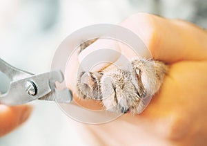Veterinarian trimming claws of cat with clippers.