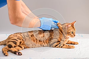 A veterinarian uses a syringe to vaccinate or inject a Bengal cat in the withers photo