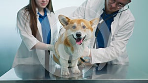 Veterinarian using stethoscope to check lungs of sweet-faced Corgi orange fur