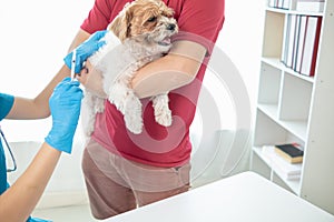veterinarian is vaccinated for puppy To prevent communicable diseases after veterinarian has made an annual health check for dog.
