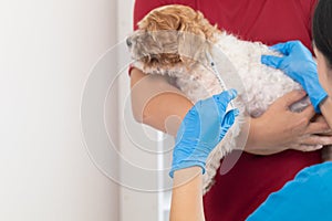 veterinarian is vaccinated for puppy To prevent communicable diseases after veterinarian has made an annual health check for dog.