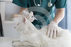 Veterinarian vaccinating cat in clinic