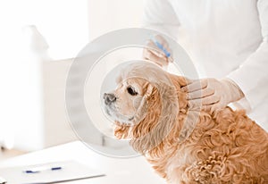 Veterinarian vaccinating cute dog in clinic