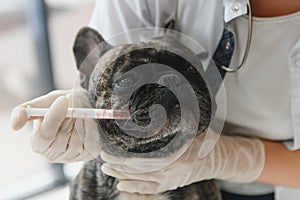 Veterinarian at vet clinic giving injection to a dog.