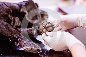 Veterinarian at veteringary clinic examining dog with wounded pa