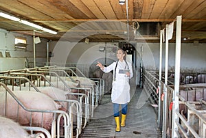 Veterinarian walking in facility checking counting pigs using tablet