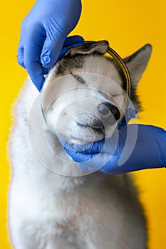 Veterinarian wearing protective gloves puts collar against parasites on gray Husky breed dog closeup isolated on orange background