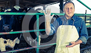 Veterinarian wears long glove to inspect cows