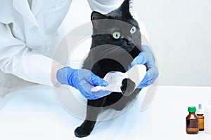 Veterinarian in a white coat and sterile gloves bandages the paw of a black cat.