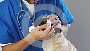 Veterinarian wipe the eye with a cotton pad. removing pus from the eyes of a pug dog in a veterinary clinic