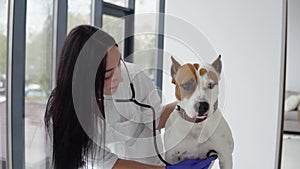 Veterinarian woman doctor examining dog by stethoscope in vet clinic