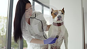 Veterinarian woman doctor examining dog by stethoscope in vet clinic. Veterinarian medicine concept