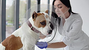 Veterinarian woman doctor examining dog by stethoscope in vet clinic. Veterinarian medicine concept. Pet care concept