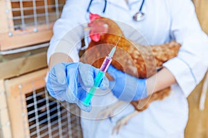 Veterinarian woman with syringe holding and injecting chicken on ranch background. Hen in vet hands for vaccination in