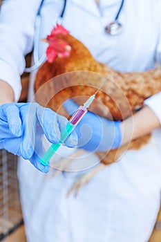 Veterinarian woman with syringe holding and injecting chicken on ranch background. Hen in vet hands for vaccination in natural eco