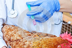 Veterinarian woman with syringe holding and injecting chicken on ranch background. Hen in vet hands for vaccination in natural eco