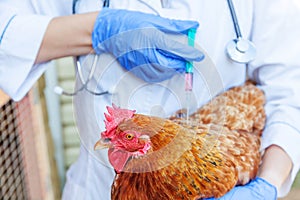 Veterinarian woman with syringe holding and injecting chicken on ranch background. Hen in vet hands for vaccination in natural eco