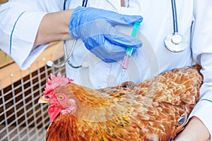 Veterinarian woman with syringe holding and injecting chicken on ranch background. Hen in vet hands for vaccination in natural eco