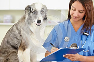 Veterinarian, writing or dog at veterinary clinic for animal healthcare checkup inspection or prescription. Doctor