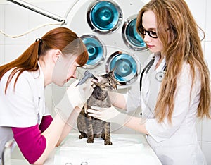 Veterinarians check cat ears with an otoscope