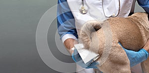 Veterinarians clean the paraanal glands of a dog in a veterinary clinic. A necessary procedure for the health of dogs photo