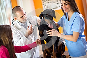 Veterinarians curing Great Done dog in vet clinic photo