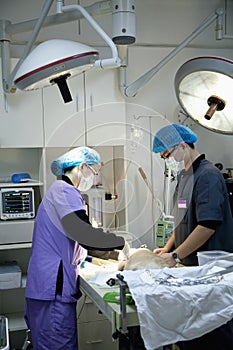 Veterinarians with dog on operating table