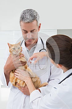 Veterinarians doing injection at a cat