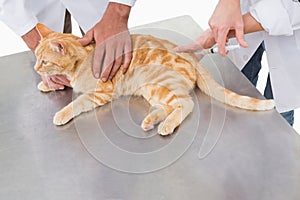 Veterinarians doing injection at a cat photo
