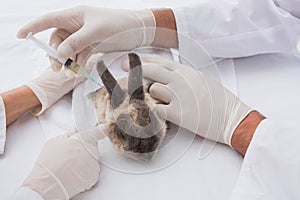 Veterinarians doing injection at a rabbit photo