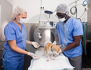 Veterinarians examines a dog in a veterinary clinic