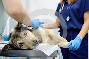 Veterinarians examines a large dog in veterinary clinic. Vet doctors applied a medical bandage for pet during treatment after the