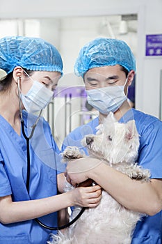 Veterinarians examining dog