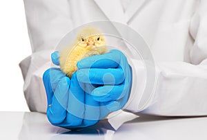 Veterinarians hands in blue gloves holding yellow chicken