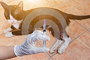 Veterinarians holding syringe ready to have a vaccination injection,Veterinarian at home giving injection for sick cat
