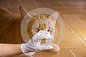 Veterinarians holding syringe ready to have a vaccination injection,Veterinarian at home giving injection for sick cat