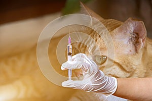 Veterinarians holding syringe ready to have a vaccination injection,Veterinarian at home giving injection for sick cat