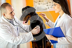 Veterinarians listen with stethoscope Great Done dog with stetho