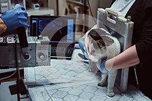 Veterinarians make x-ray sick cat on a table in a veterinary clinic.